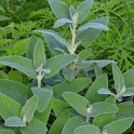 Phlomis x margaritae